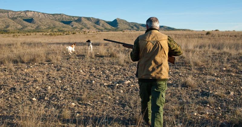 Hunter Walking The Countryside With His Dogs